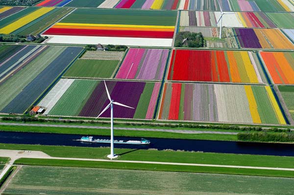 11.) Tulip field (Belanda)
