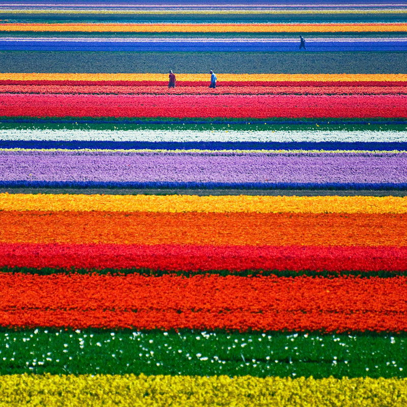 Ladang Tulip-Belanda