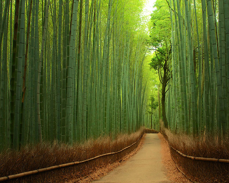 Rumpun bambu-Cina