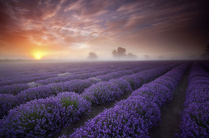 Lavender field-Prancis