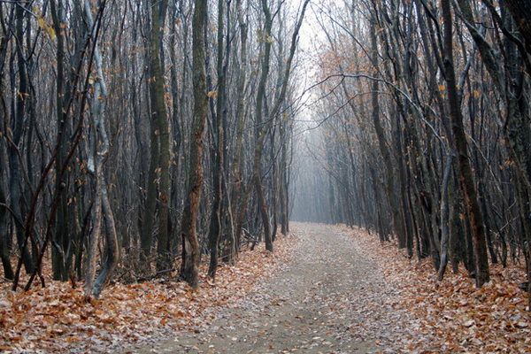 1.) Hutan Hoia Baciu (Rumania): Hutan ini dikenal sebagai 